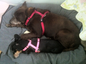 A large brown dog is sleeping next to a black Dachshund